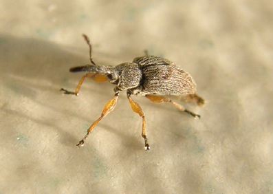 Rhopalapion longirostre