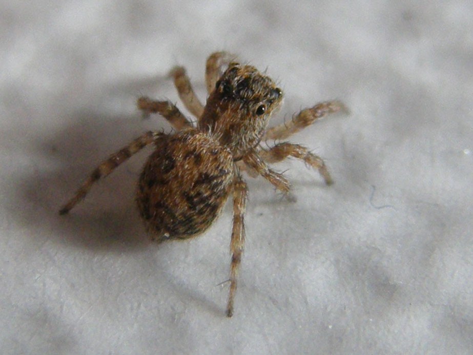 Pseudeuophrys sp.