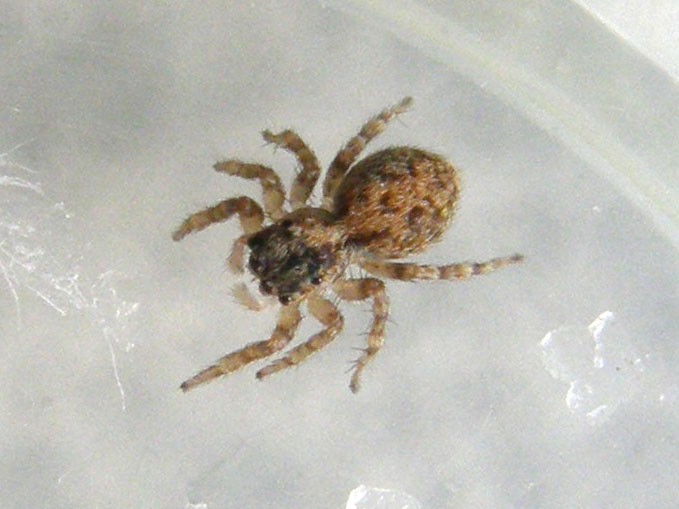 Pseudeuophrys sp.