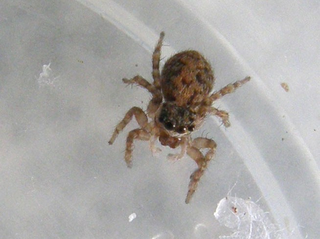 Pseudeuophrys sp.