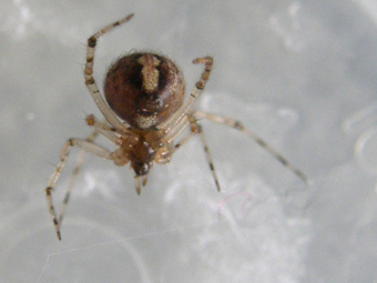 Theridiidae da identificare