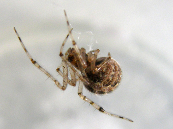 Theridiidae da identificare