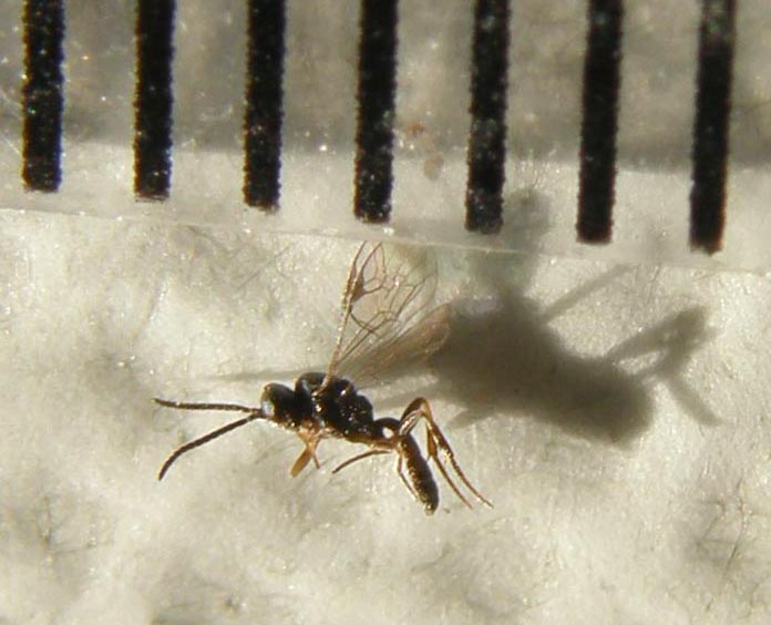 Pare una piccola zanzara nera (Ichneumonidae)