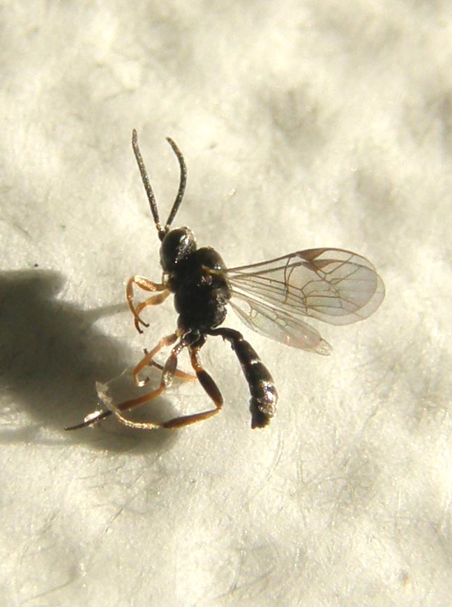 Pare una piccola zanzara nera (Ichneumonidae)