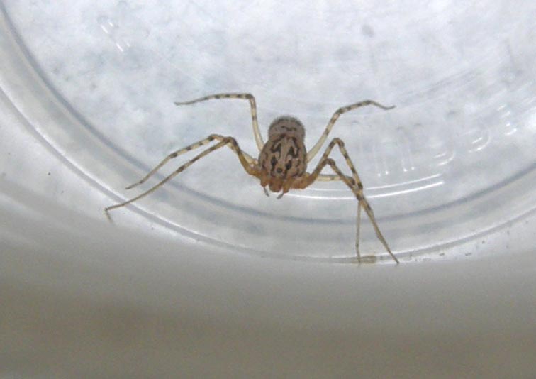 Scytodes thoracica