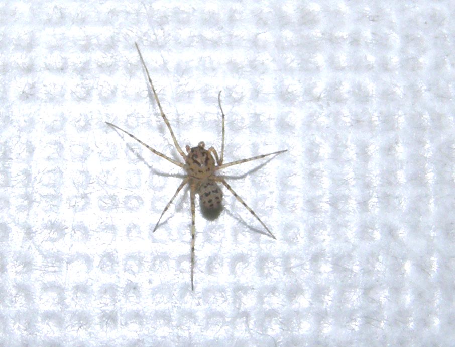 Scytodes thoracica