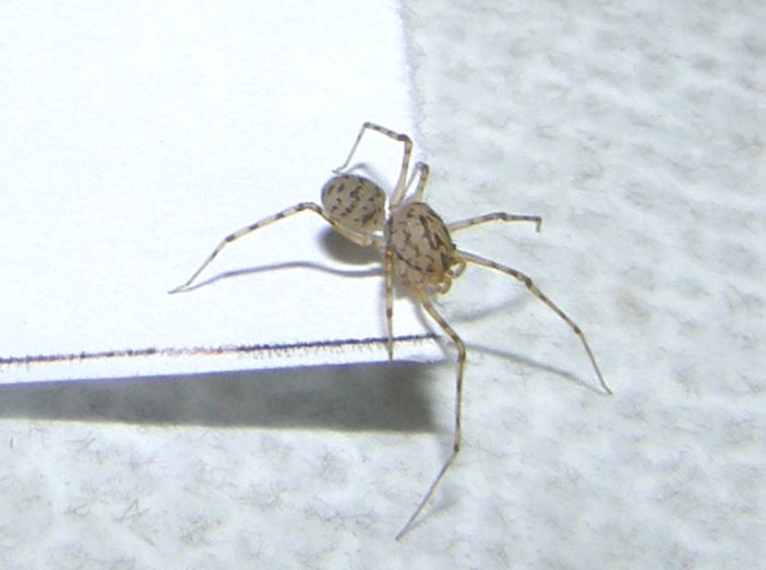 Scytodes thoracica