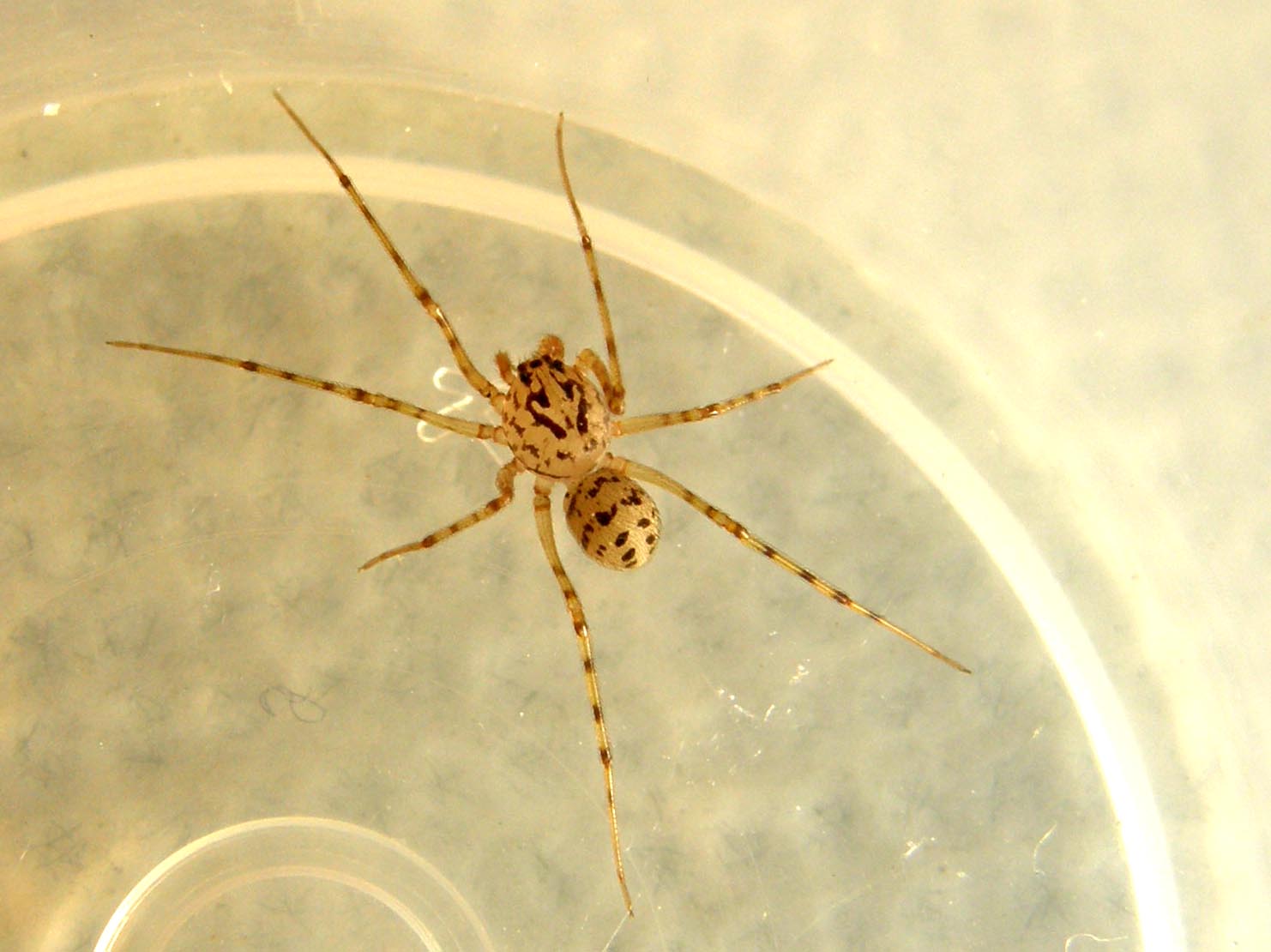 Scytodes thoracica