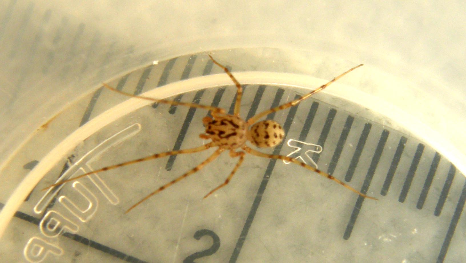 Scytodes thoracica