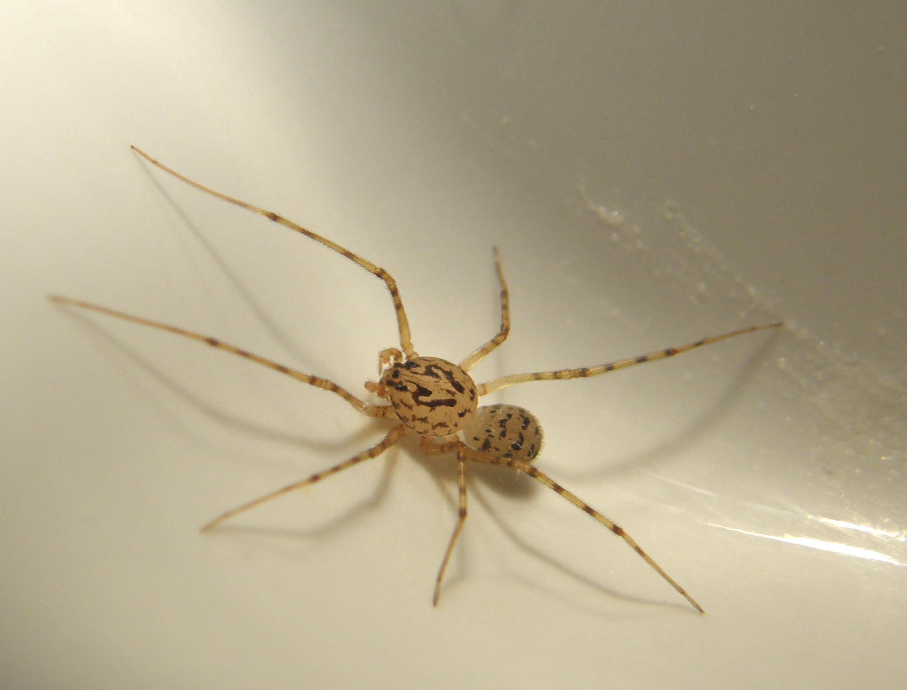 Scytodes thoracica