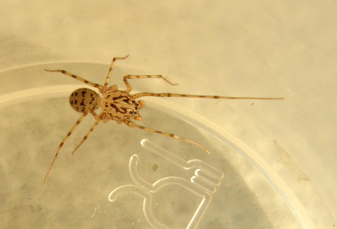 Scytodes thoracica