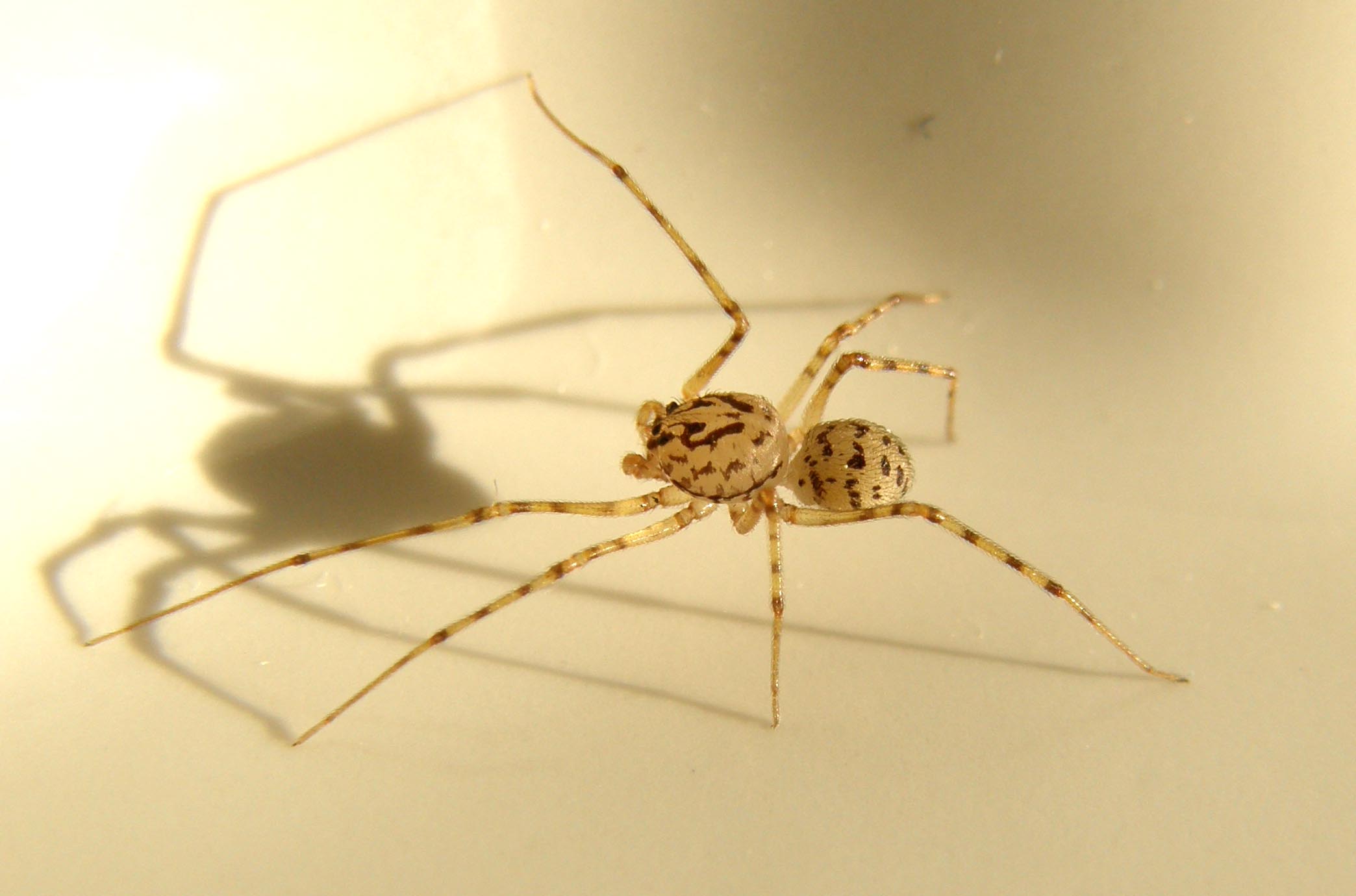 Scytodes thoracica