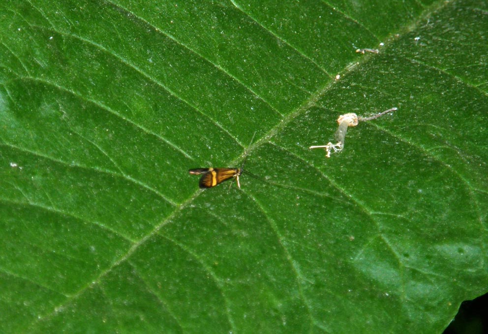 Da identificare - Nemophora sp. (Adelidae)