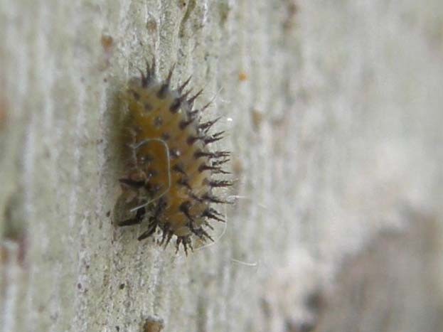 Larva di coccinella ?