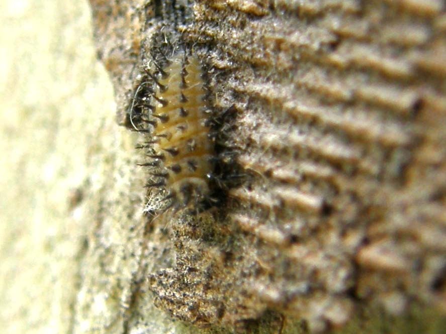 Larva di coccinella ?