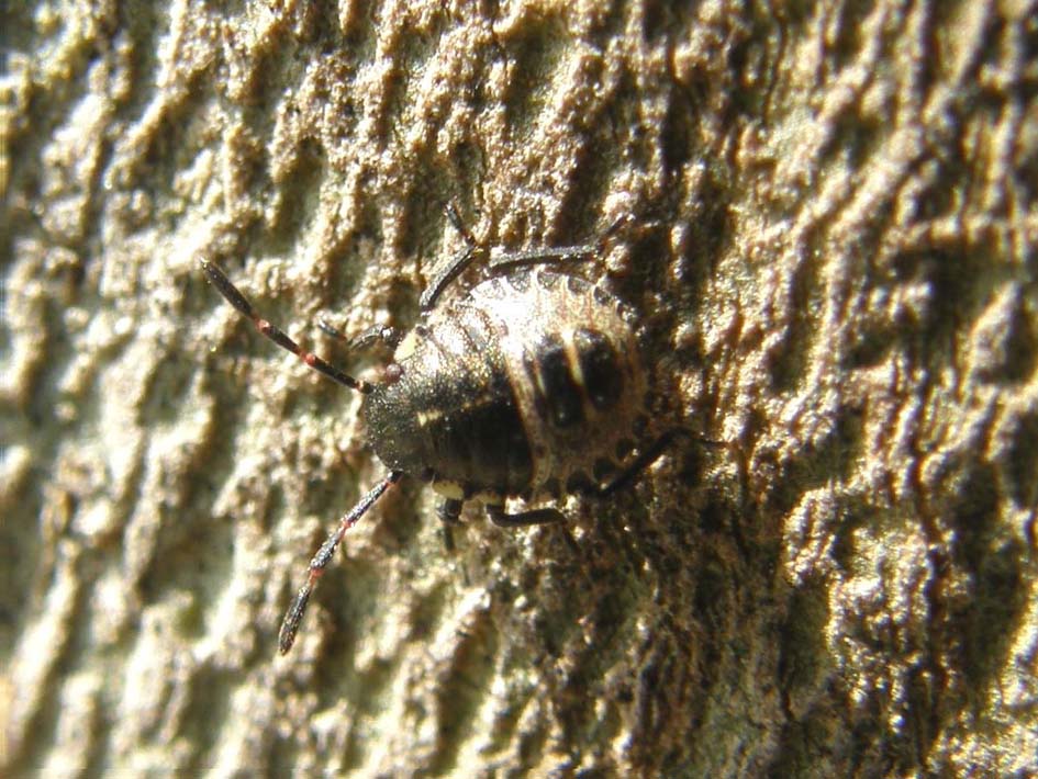 Ninfa di pentatomidae ?