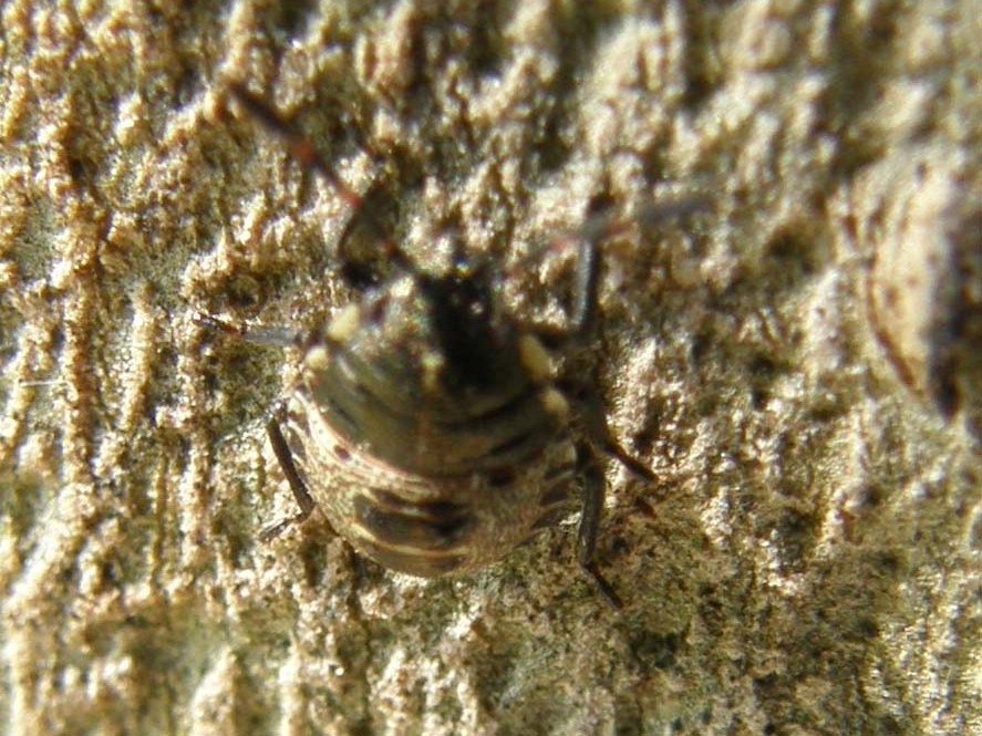 Ninfa di pentatomidae ?