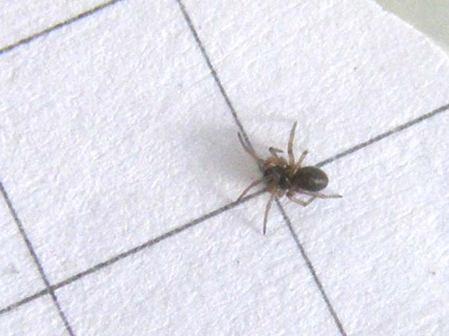 Ragnetto microscopico da identificare