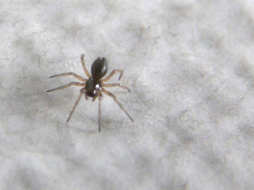 Ragnetto microscopico da identificare