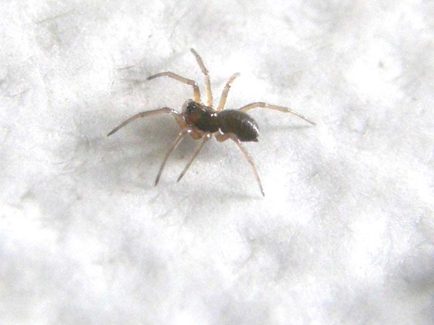 Ragnetto microscopico da identificare