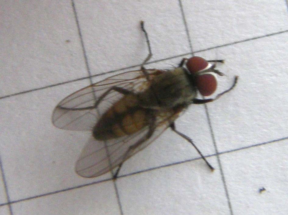 Fannia canicularis ♂ (Fannidae).