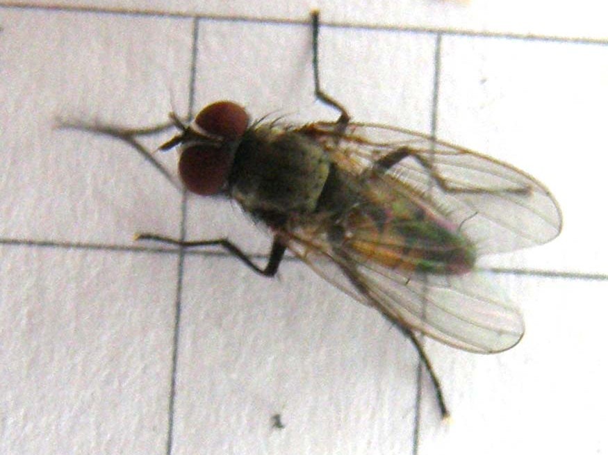 Fannia canicularis ♂ (Fannidae).
