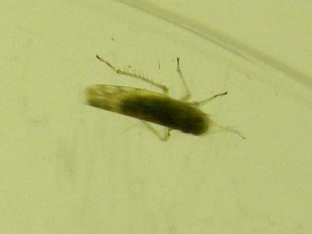 Sul monitor del PC....Cicadellidae Eupteryx sp.