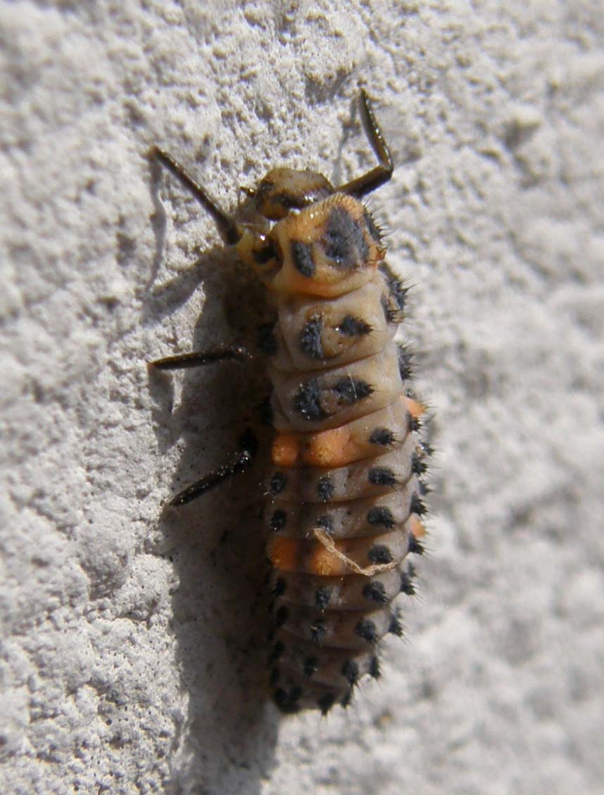 Larva di coccinella ?