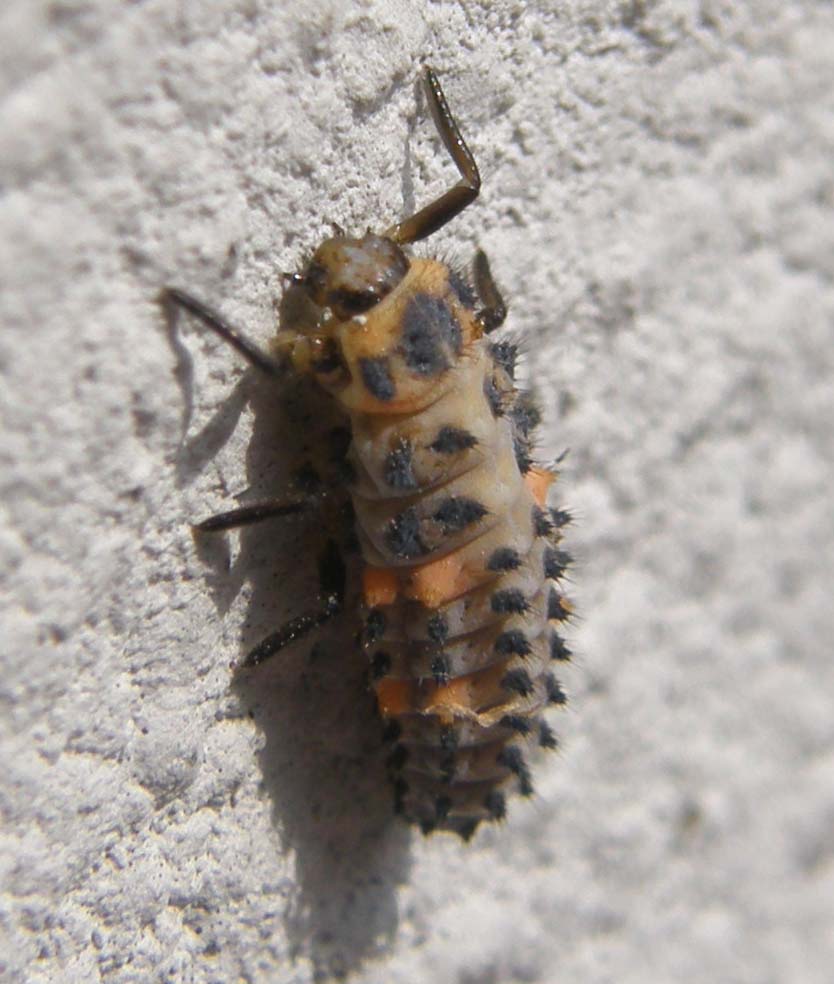 Larva di coccinella ?