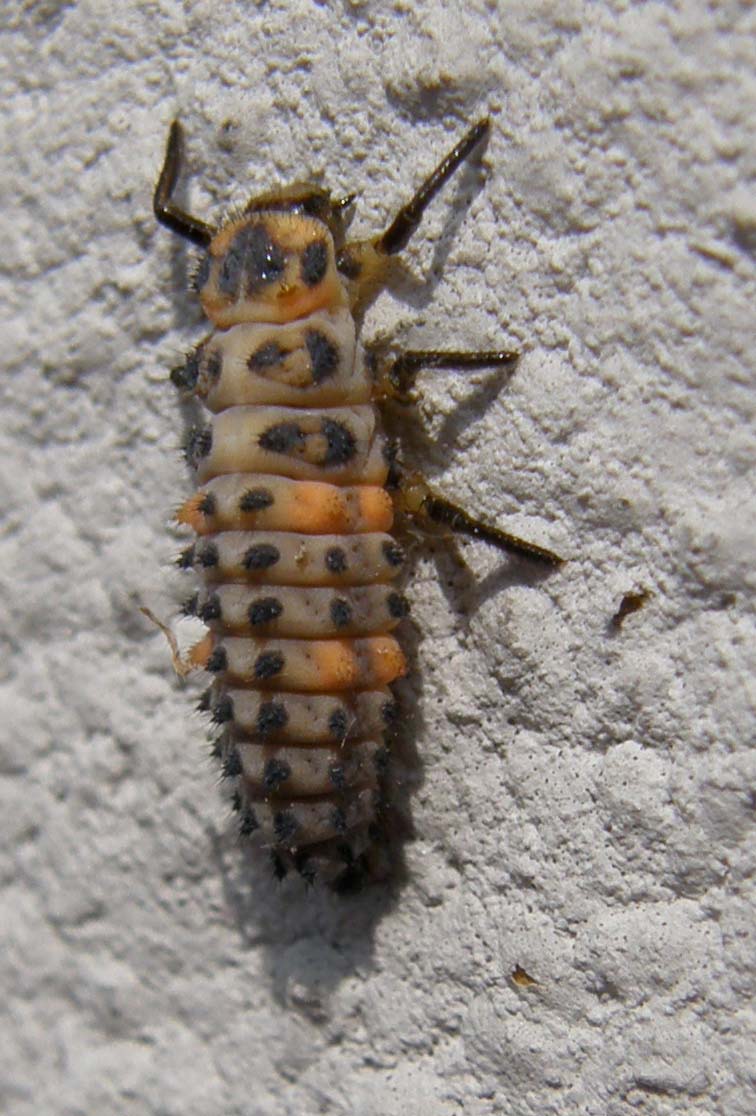 Larva di coccinella ?