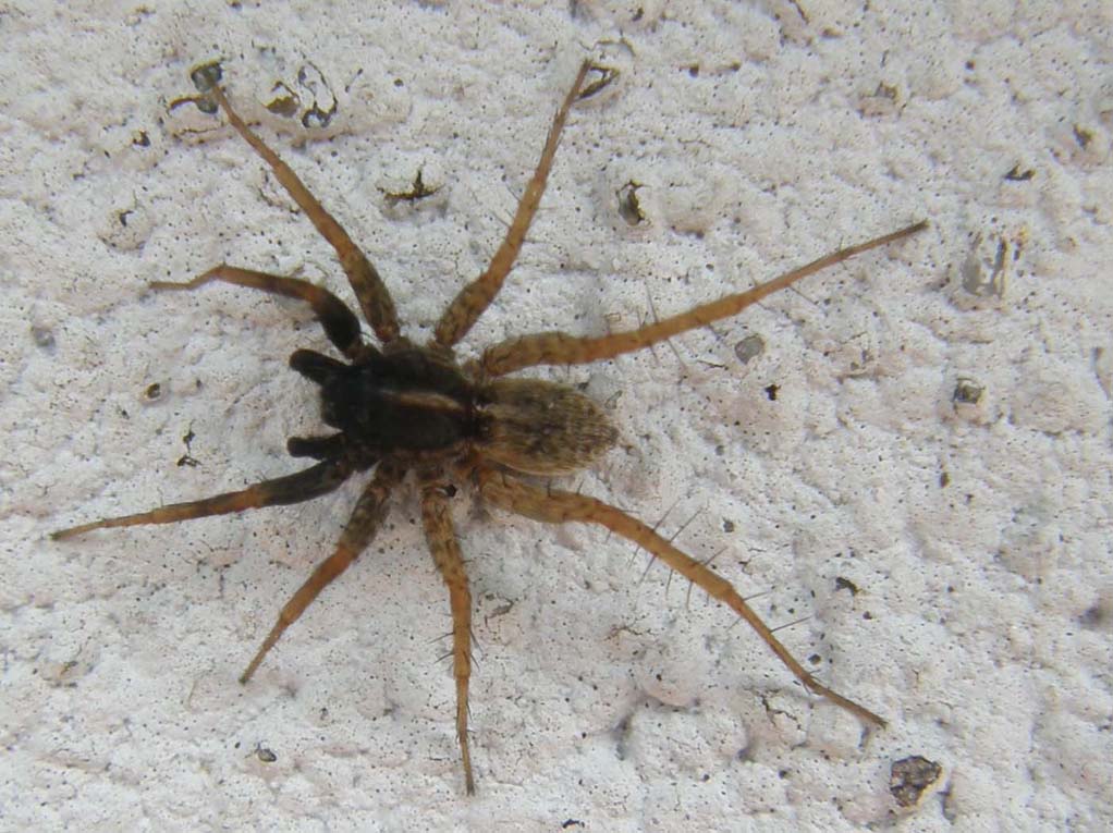 Pardosa sp.