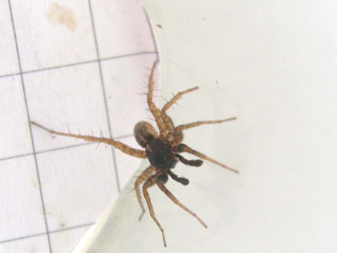 Pardosa sp.