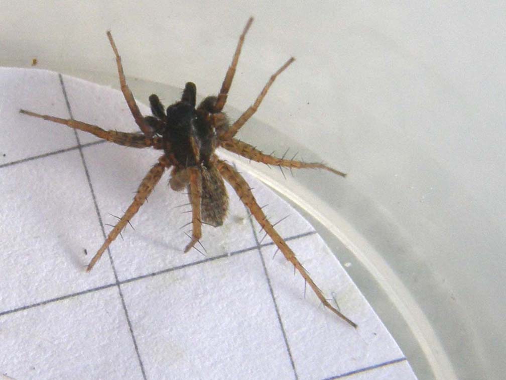 Pardosa sp.