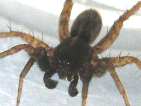 Pardosa sp.