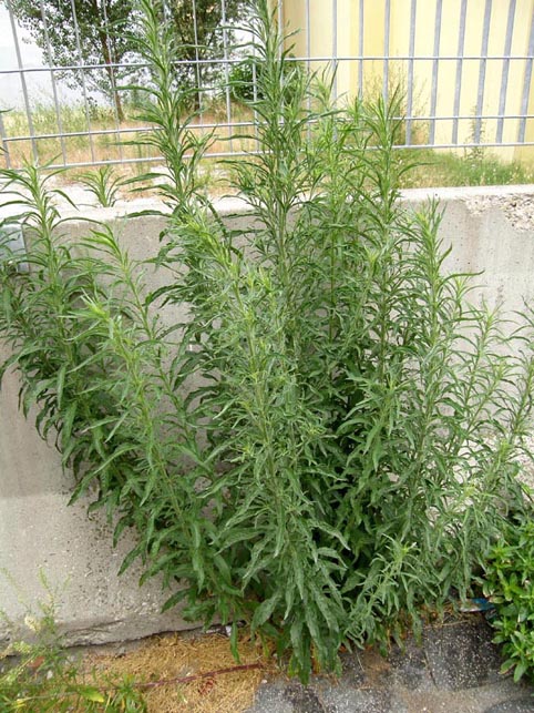 Erbacee infestanti - Erigeron canadensis e sumatrensis