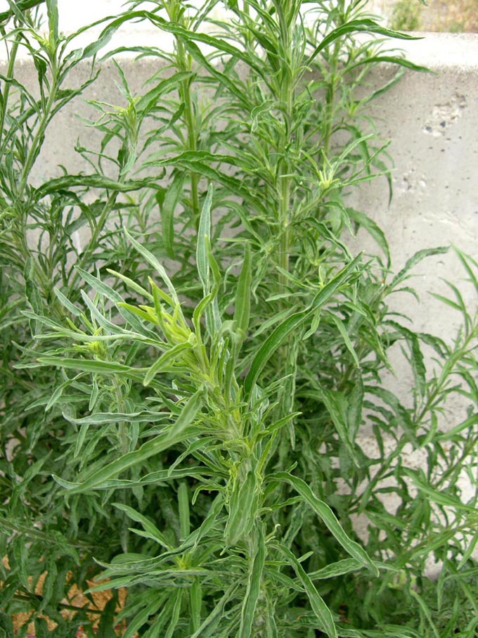 Erbacee infestanti - Erigeron canadensis e sumatrensis