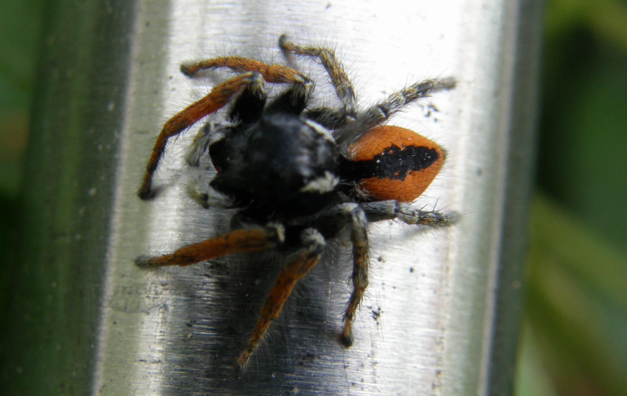 Philaeus chrysops
