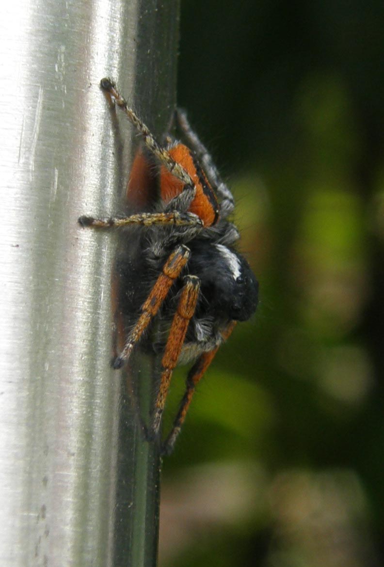 Philaeus chrysops