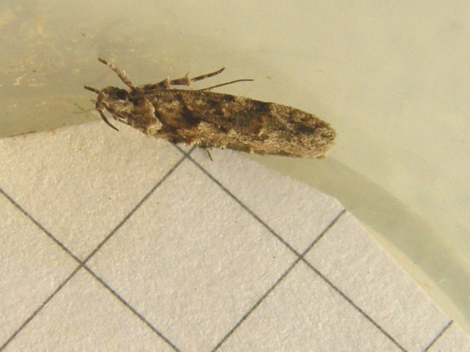 Microlepidottero: Neotelphusa o Carpatolechia (Gelechiidae)