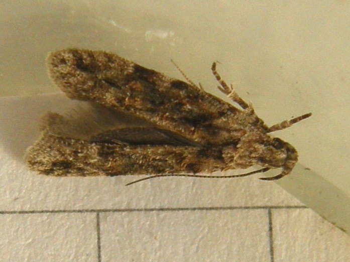 Microlepidottero: Neotelphusa o Carpatolechia (Gelechiidae)