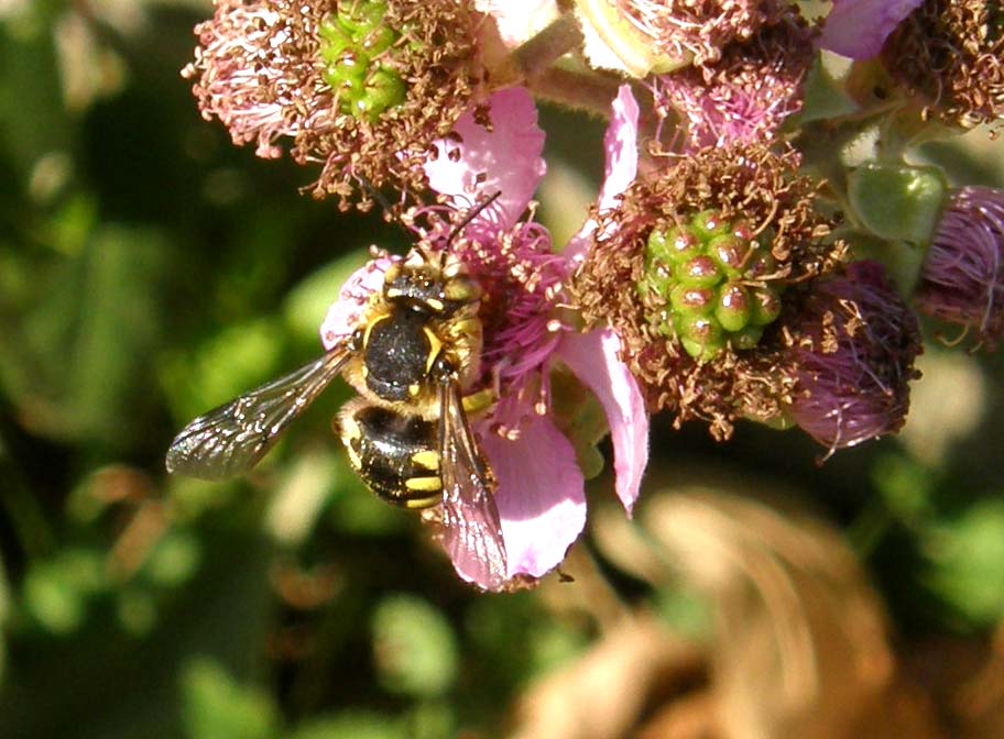 Anthidium sp.