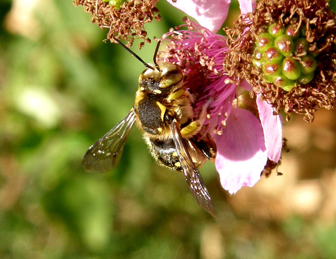 Anthidium sp.