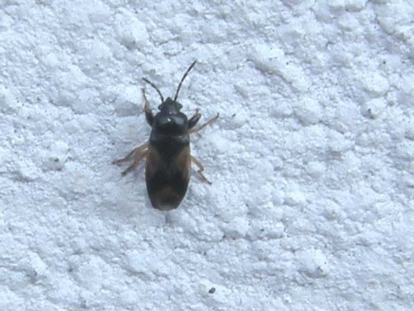 Lygaeidae: Megalonotus praetextatus di Rozzano (MI)