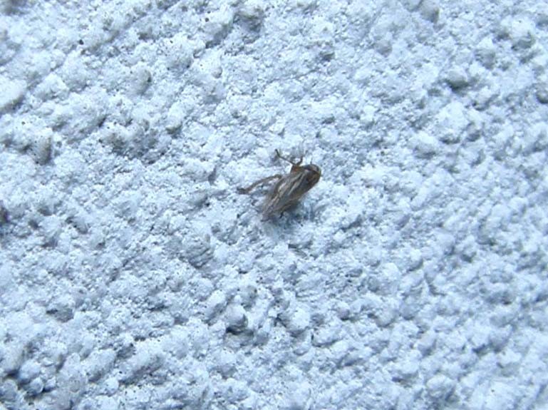 Piccolissimo cicadellide da identificare