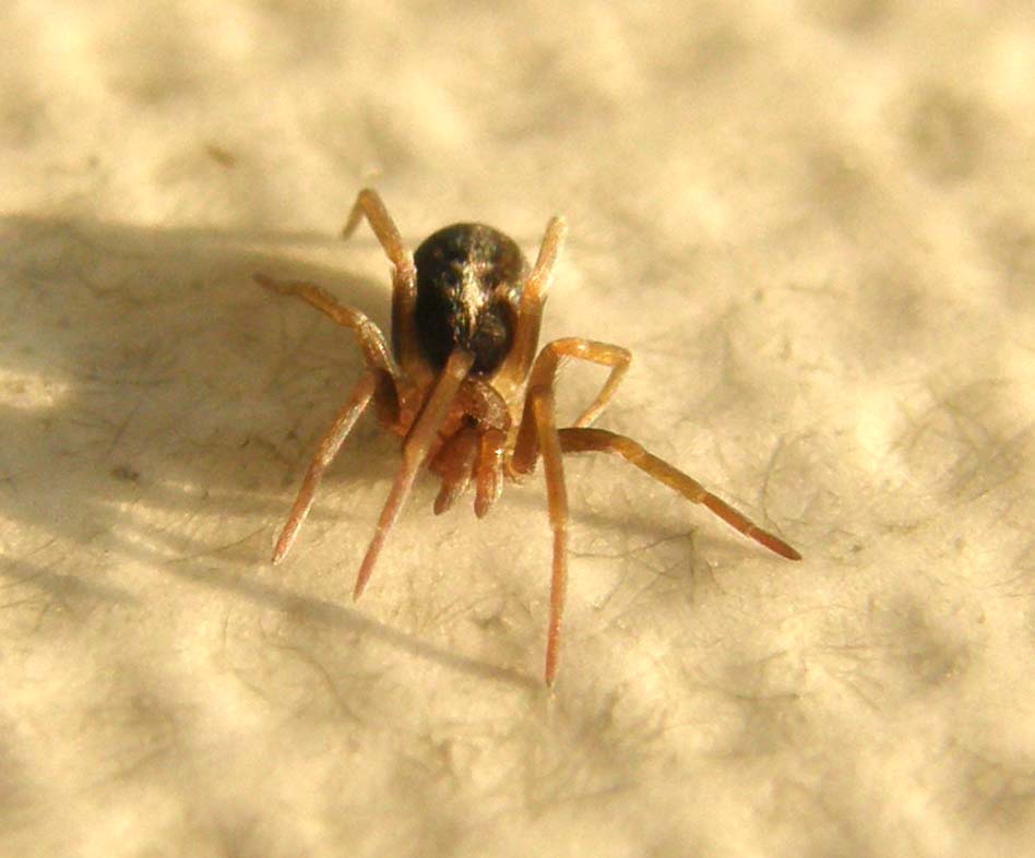 Ancora una Pritha - Pritha sagittata