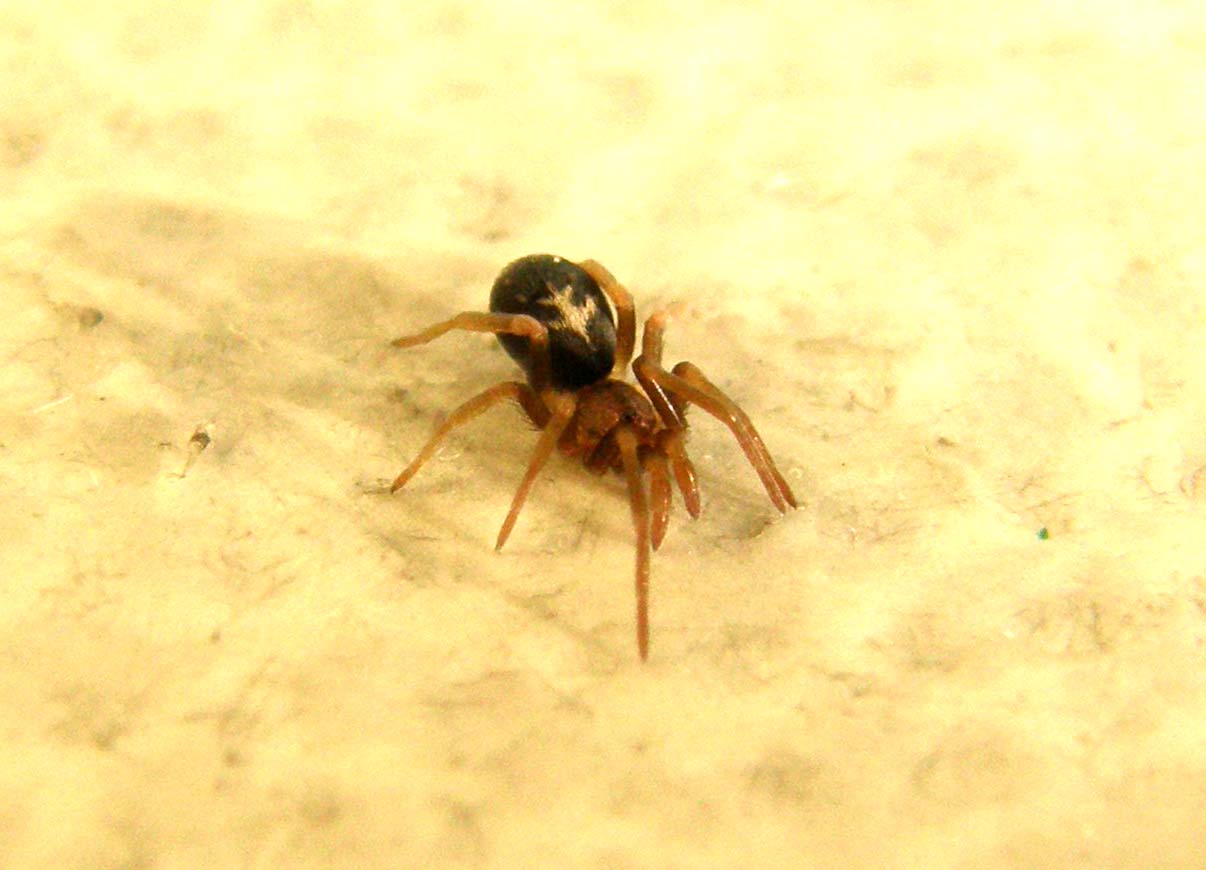 Ancora una Pritha - Pritha sagittata