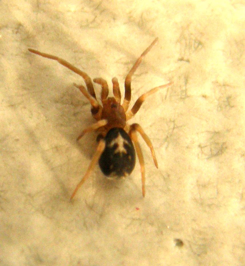 Ancora una Pritha - Pritha sagittata