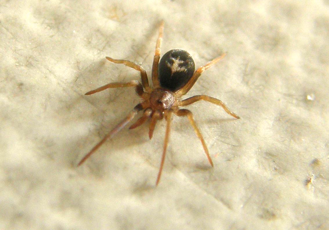 Ancora una Pritha - Pritha sagittata