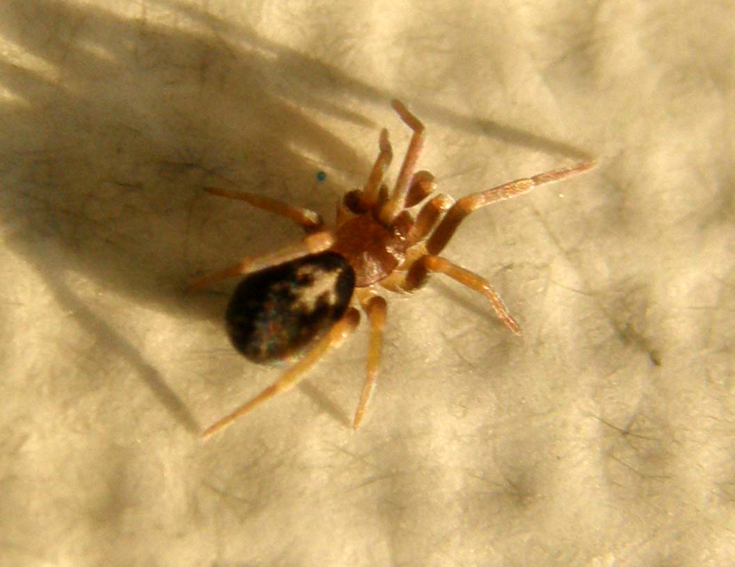 Ancora una Pritha - Pritha sagittata