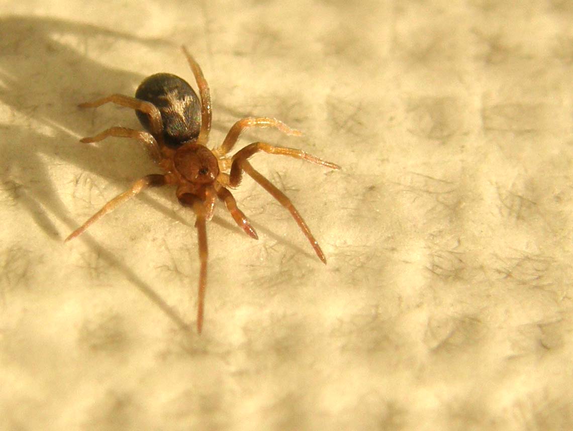 Ancora una Pritha - Pritha sagittata